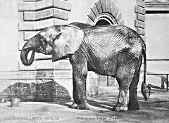 Słoń afrykański „Pepi” (pocztówka, 1908)