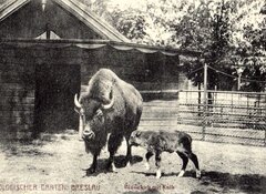 Wybieg bizonów (pocztówka, 1910-1920)
