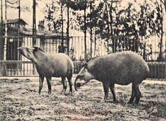 Wybieg tapirów (pocztówka, 1909)