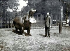 Hipopotam „Jakub” (zdjęcie z pocztówki, 1909)